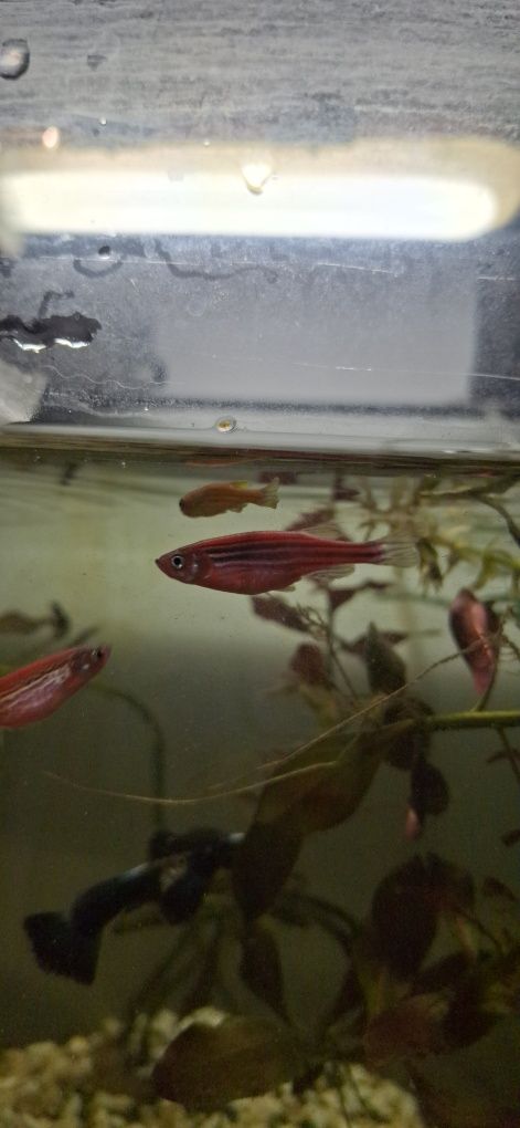Danio neonowe młode