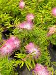 Calliandra surinamensis/ roślina na taras/ do donicy WYSYŁKA