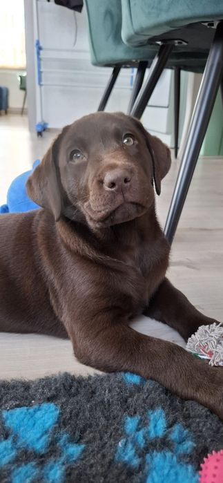 Labrador retriever szczeniak