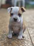 Efektowny Samiec American Staffordshire Terrier Amstaff ZKwP FCI