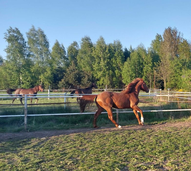 Sprzedam 4 letniego wałacha arabskiego