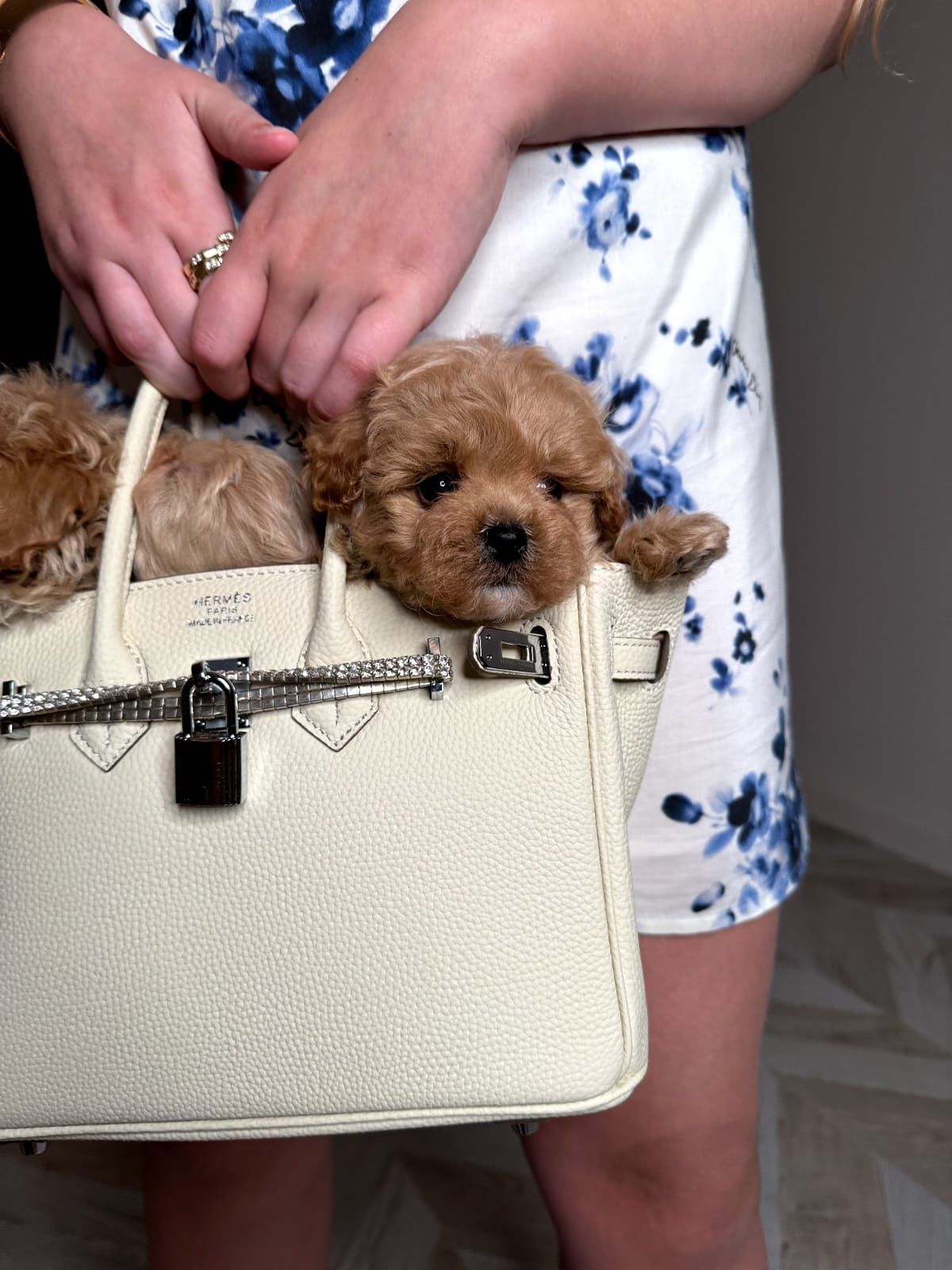 Мальтипу мальчик мини ф1, міні мальтіпу хлопчик, mini maltipoo f1