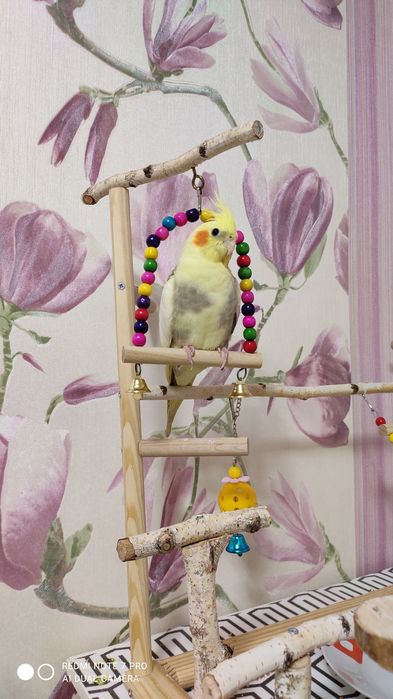 Стенд для папуг, присада, ігрова площадка