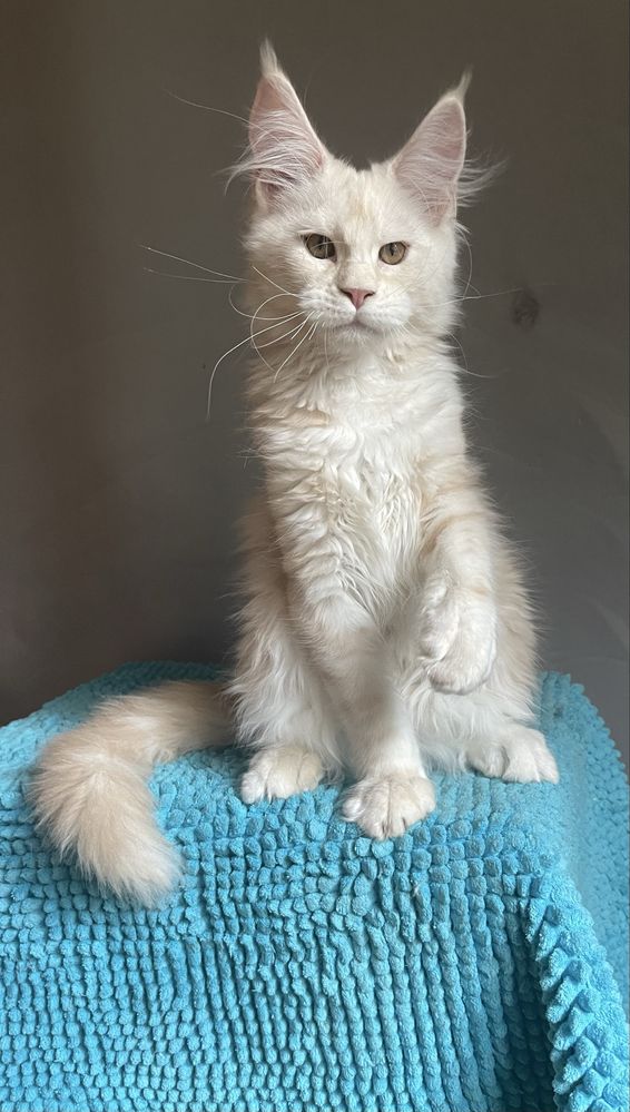 Мей-кун котенок