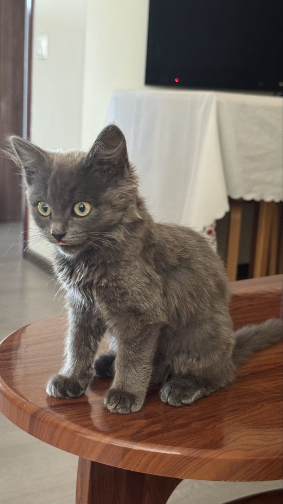 Сіренький та чорний котик, сіра - дівчинка, чорний - хлопчик 3 місяці.