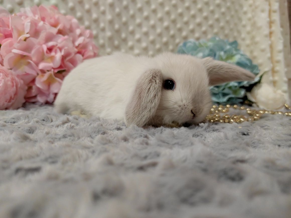 Mini Lop Króliczek Czystej Rasy z WYPRAWKĄ I KSIĄŻECZKĄ