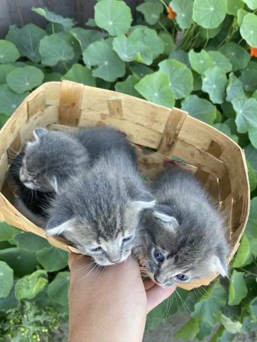 Висловухі кошенята шукають родину