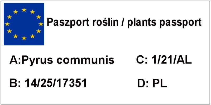 Grusza, drzewka kolumnowe, gruszki, sadzonki - I gat.