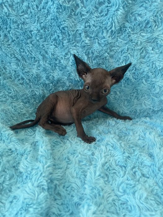 Хлопчик чорний красунчик