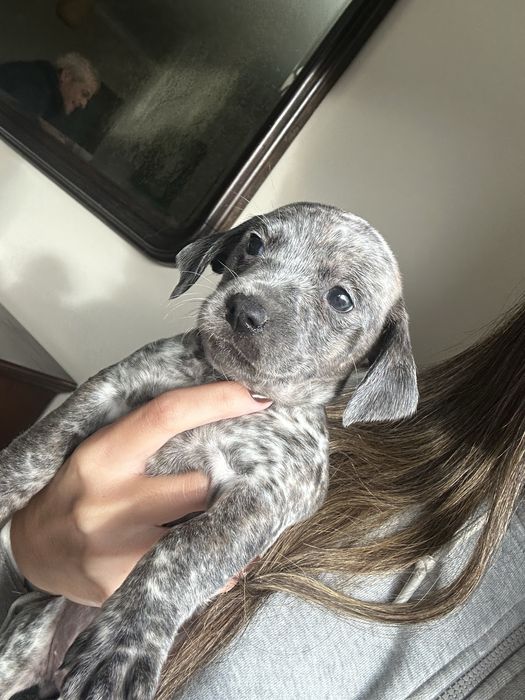 Caezinhos para doar mistura chiuhuahua e dalmata