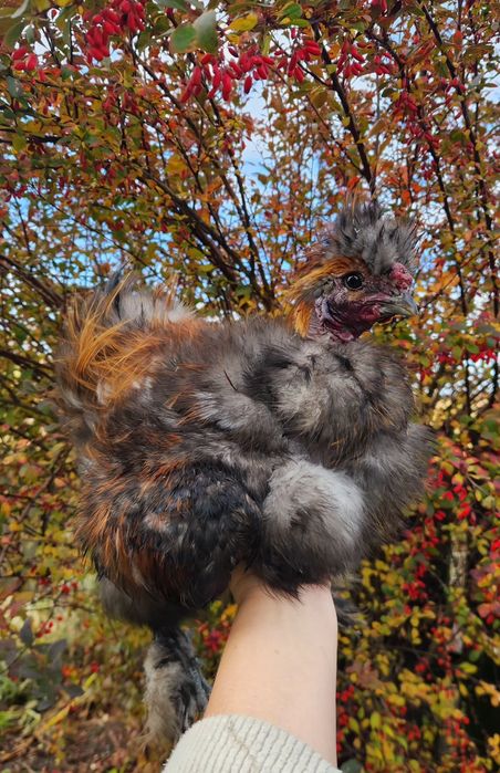 Pięknie wybarwiony kogut silka gołoszyjka