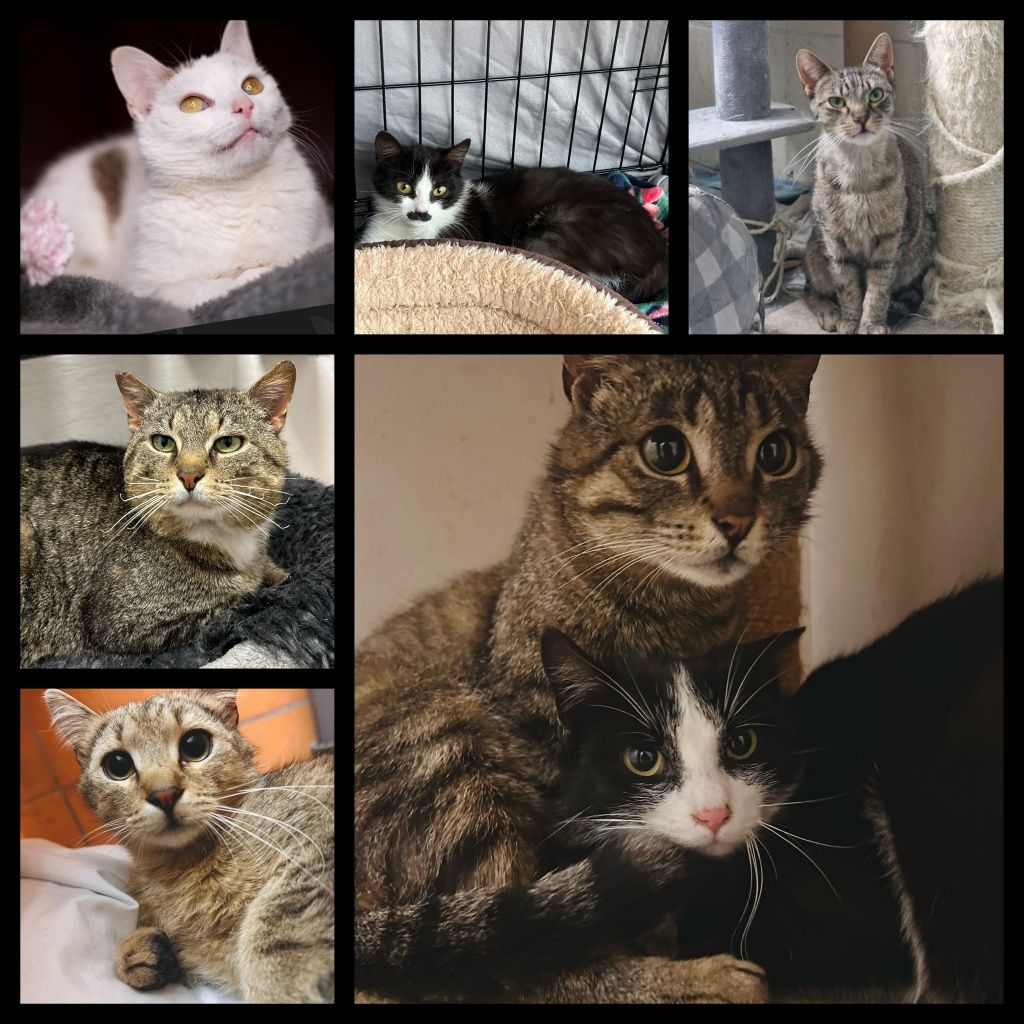 Kotki w różnym wieku do adopcji