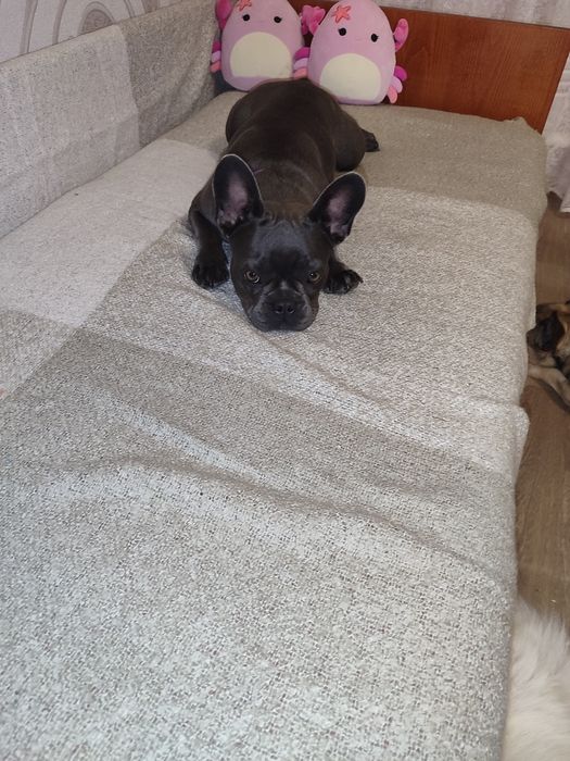 Дівчинка голубого окраса