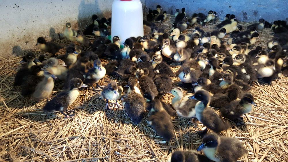 Kaczki pisklęta różne pekin, mulard do dalszego odchowu