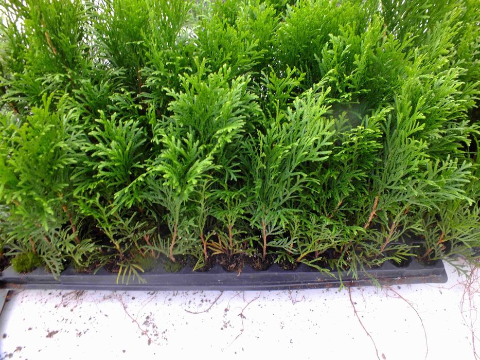tuja szmaragd, thuja smaragd, , wiltonii, , laurowiśnia