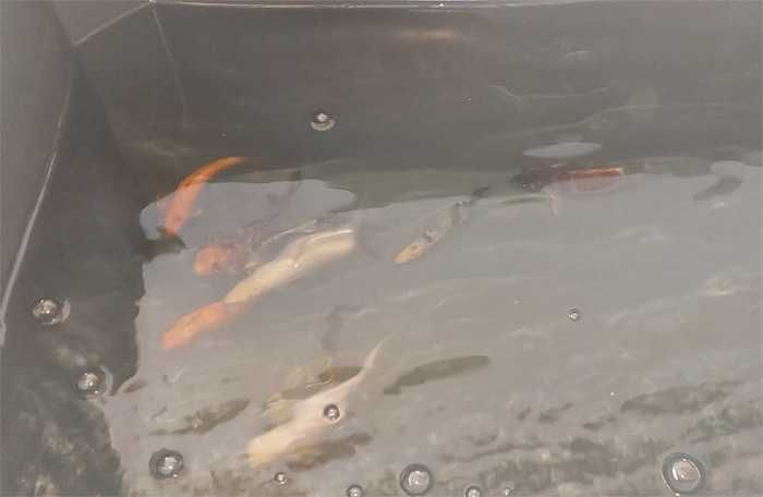 Carpas  Koi - Nishikigoi