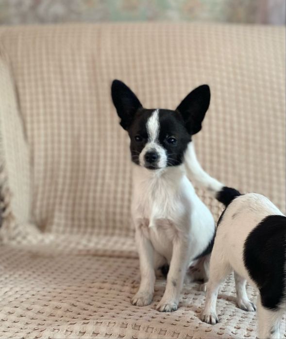 Хлопчик чіхуа хуа+папійон