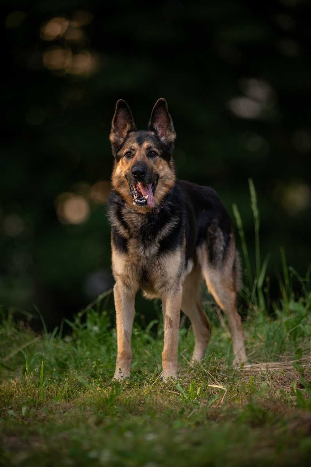 Cudowny owczarek niemiecki MAXIMUS do adopcji!