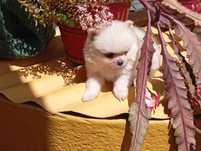Spitz miniatura com 2 .5meses qualidade superior