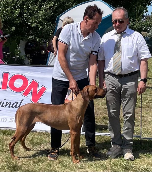 Rhodesian Ridgeback Likwidacja Hodowli Młodzieżowy Champion Polski FCI