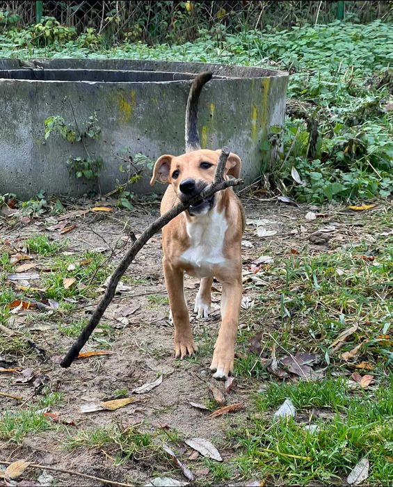 Ava młodziutka sunia szuka domu