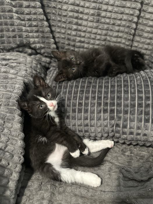 БЕЗКОШТОВНО Вінниця віддам котят в хороші руки