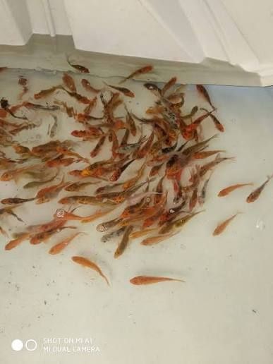 Carpas Koi de Lago