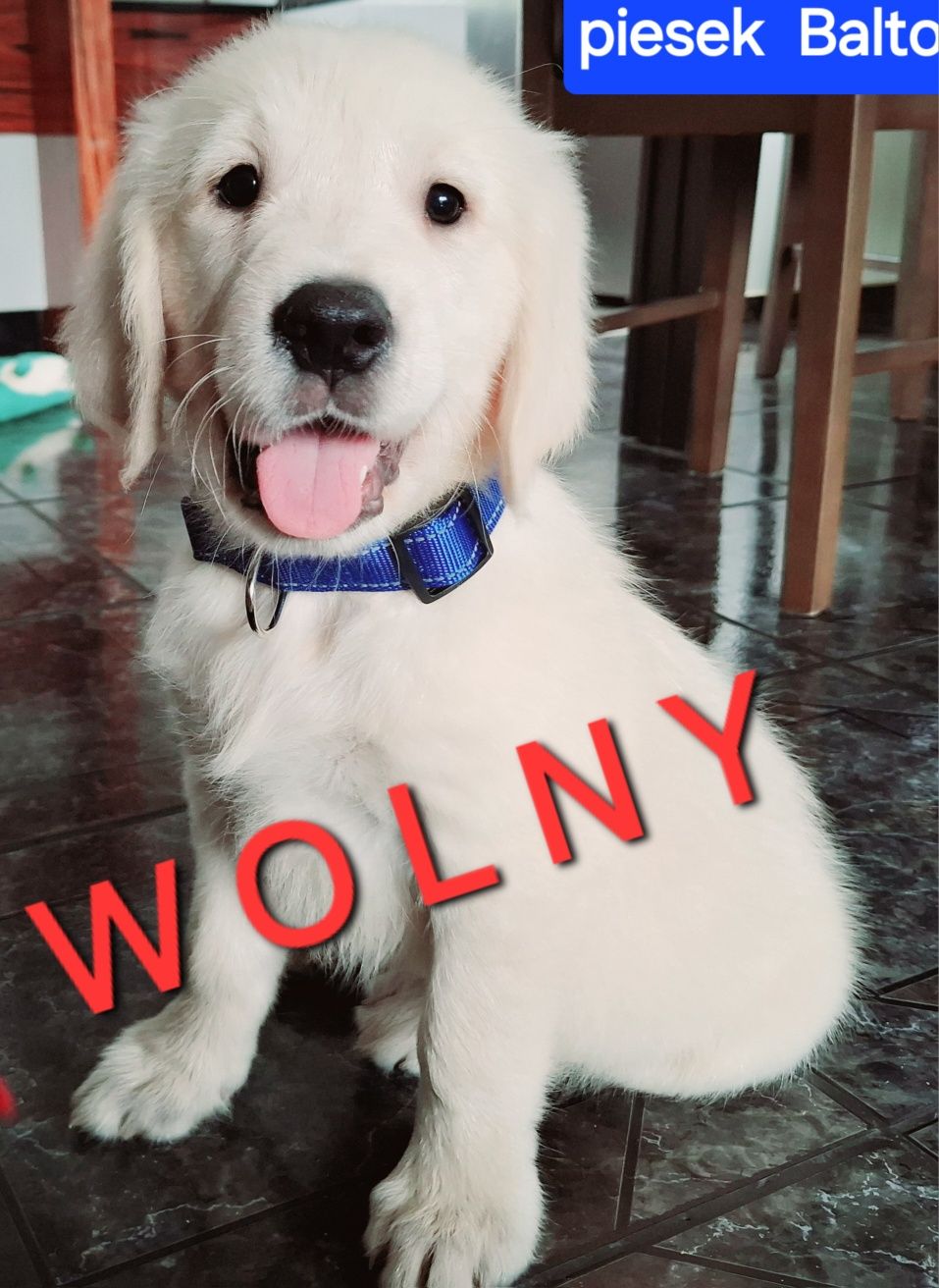 Piesek Balto Golden Retriever di odbioru RODZICE W HODOWLI