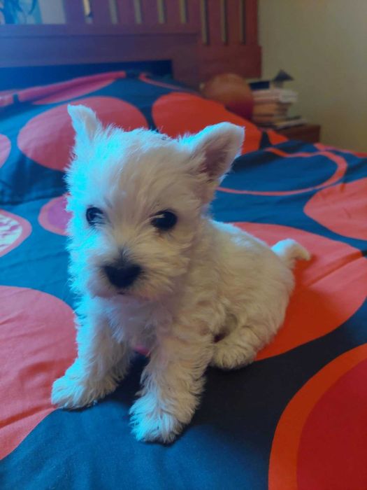 West highland white terrier piesek