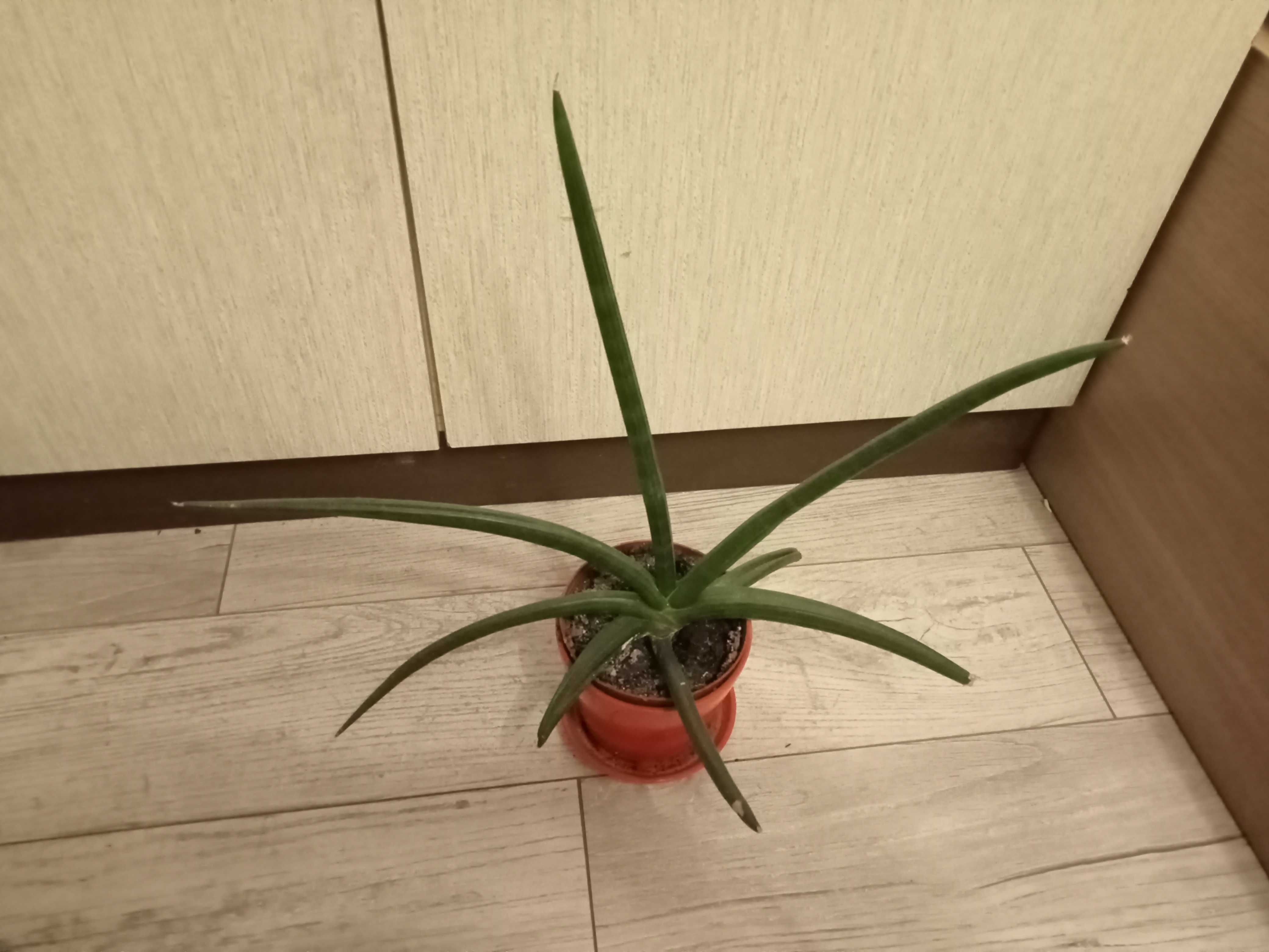 Kwiaty doniczkowe mix pieniążki, sansewierie, aloesy