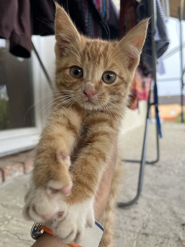 Безкоштовно! Рижий котик, котеня риже, рижик,