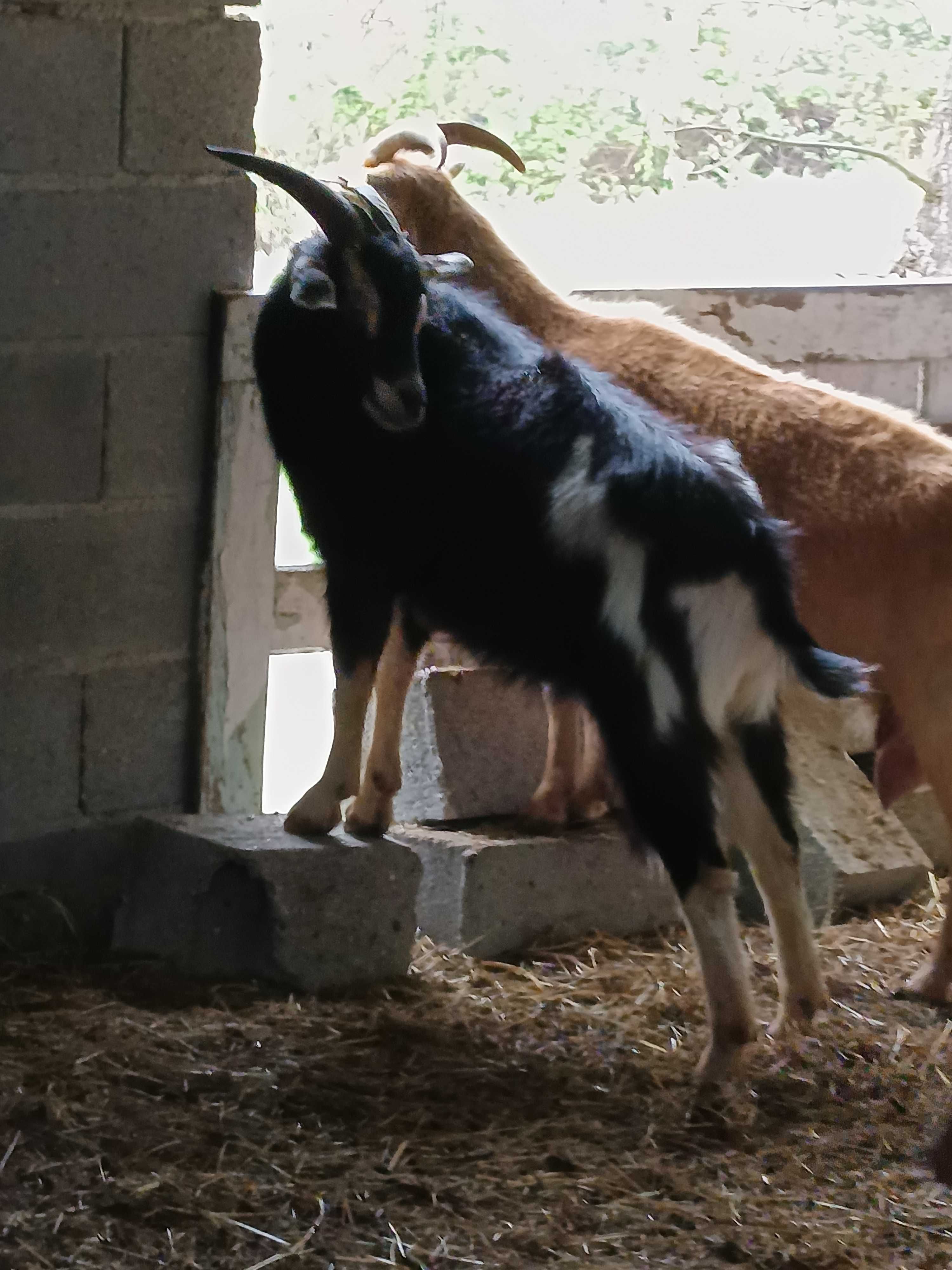 Chibo 10 meses bom para cobrição