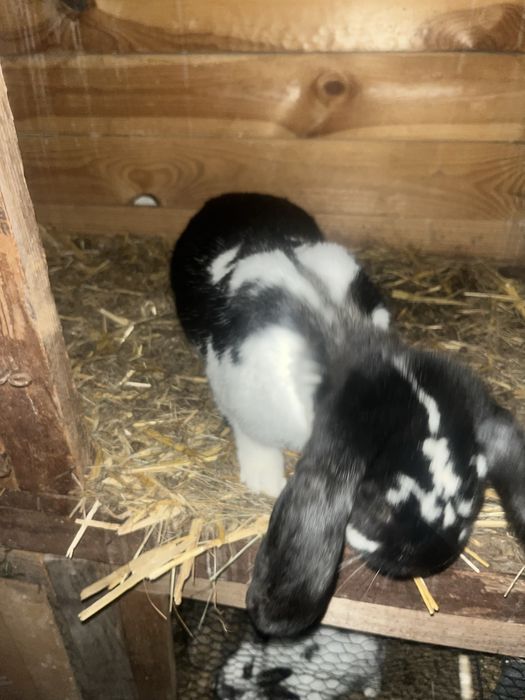 Barany 1+3  likwidacja sprzedam