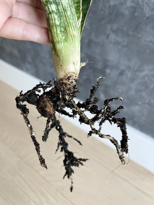 Sansevieria Cleopatra duża sansewieria