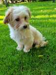 Maltańczyk pudel toy PIESEK MALTIPOO