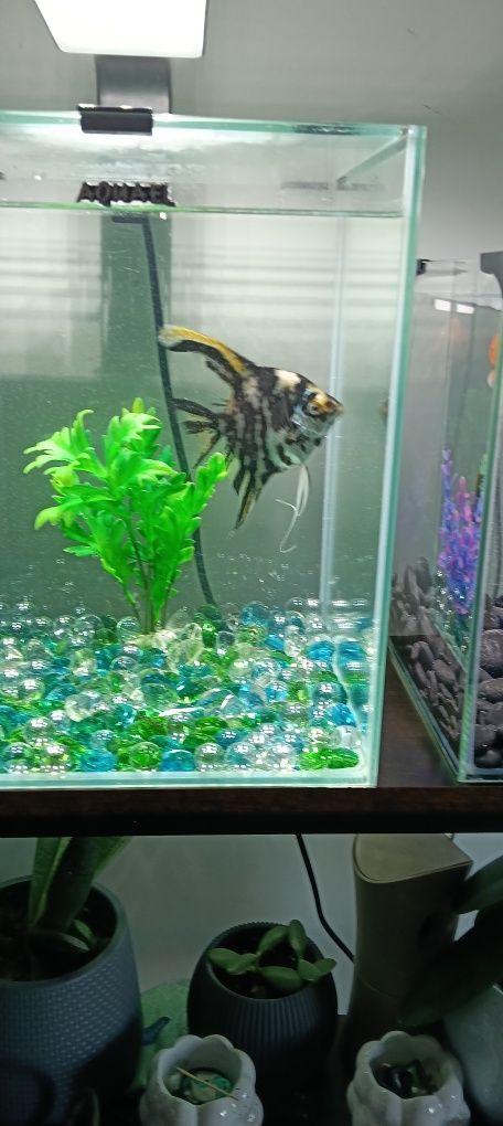 Sprzedam akwarium Aquael 20 l