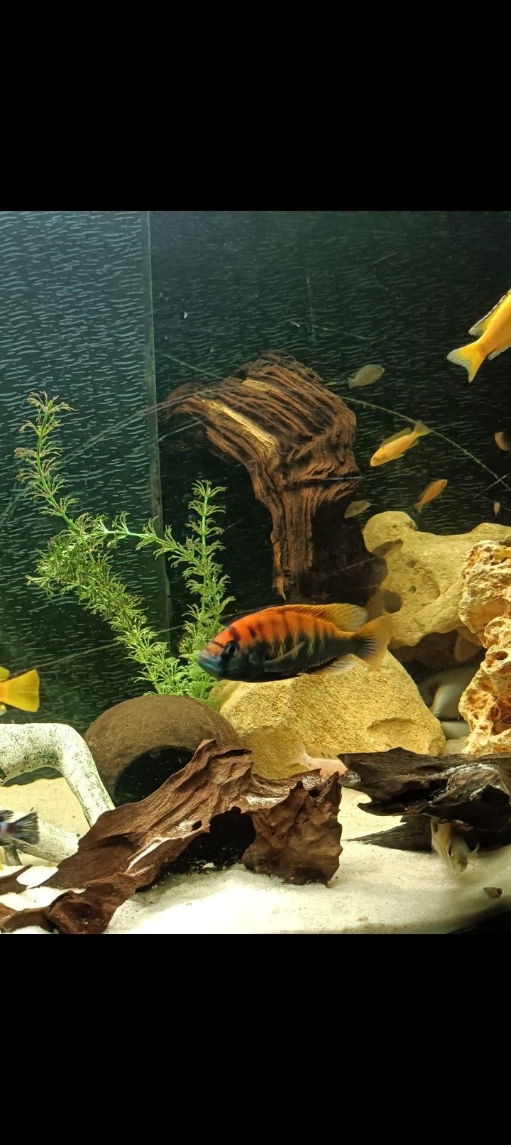 Macho juvenis Pundamilia nyererei ciclideos