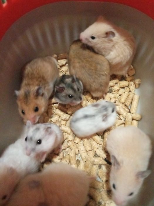 хомячки пушистые в Харькове купить хомяка большой хомячок рыжий клетка