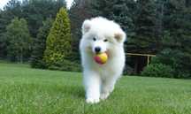 Samoyed / samojed chłopiec ZKwP FCI  2025 Wildness Siberian