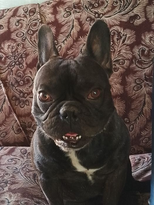 Красивый и Умный Мальчик ищет Девочку! Для  Случки!