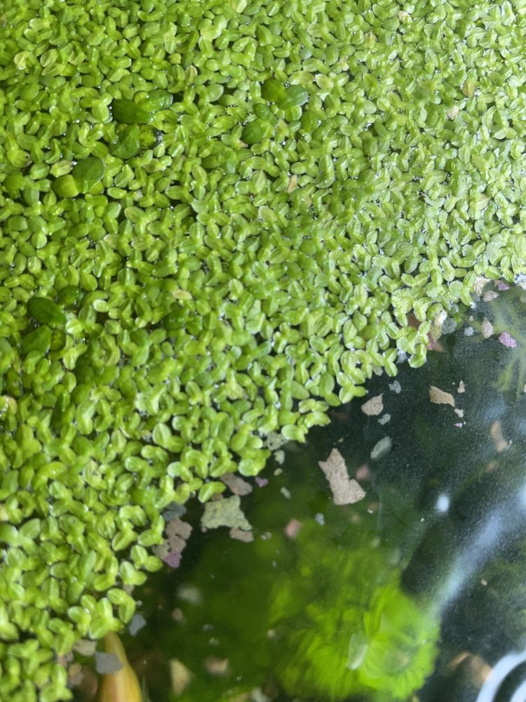 Plantas flutuantes
