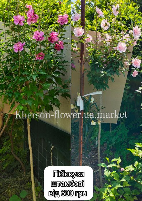 Гібіскуси вуличні деревовидні махрові, варієгатні 25 сортів