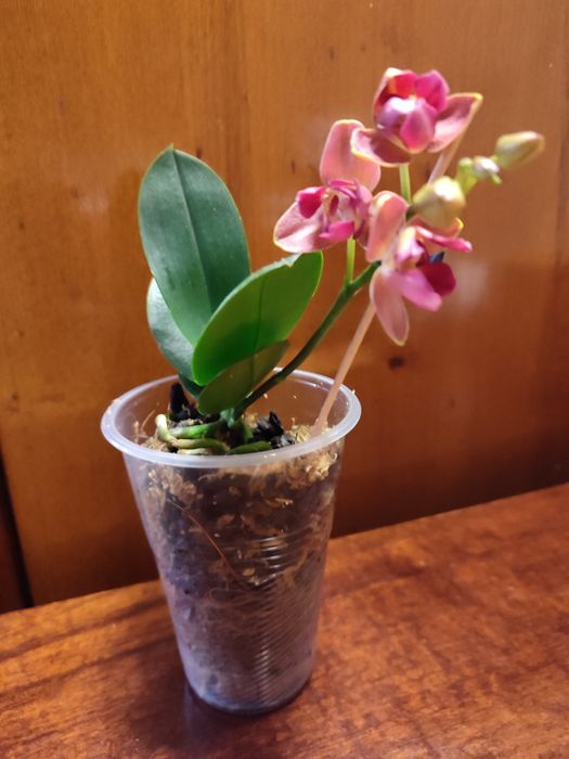 Орхидея пелор- трилипс Trying Shin Smart отцвела.