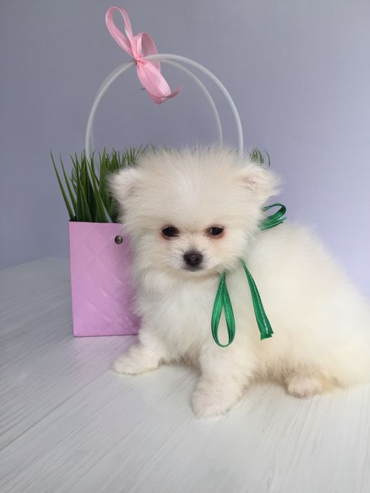 Шпіц гарненький хлопчик