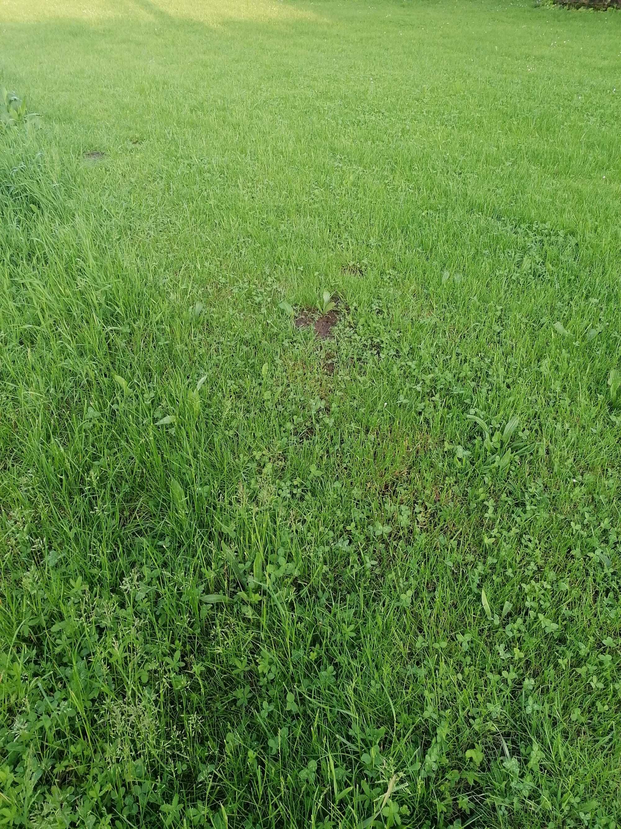 Koszenie traw, trawników,przycinanie tui,wertykulator,prace porządkowe