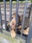Piesek do adopcji