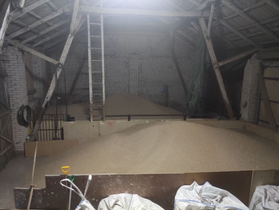 Sprzedam pszenicę i pszenżyto