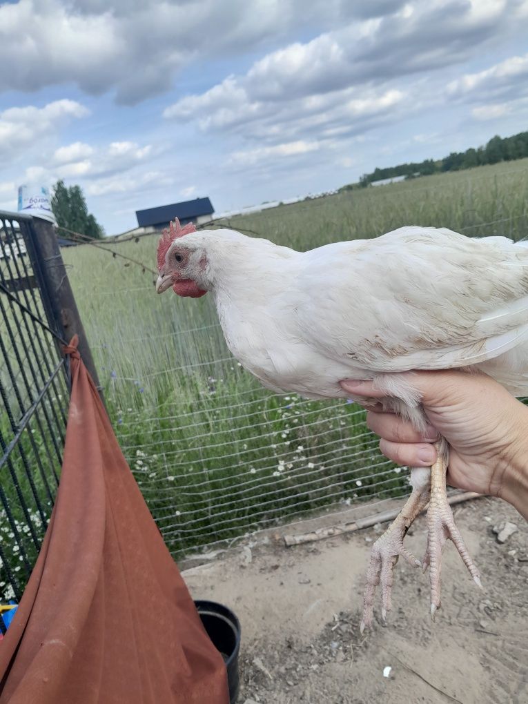 Młode koguty LegHorn