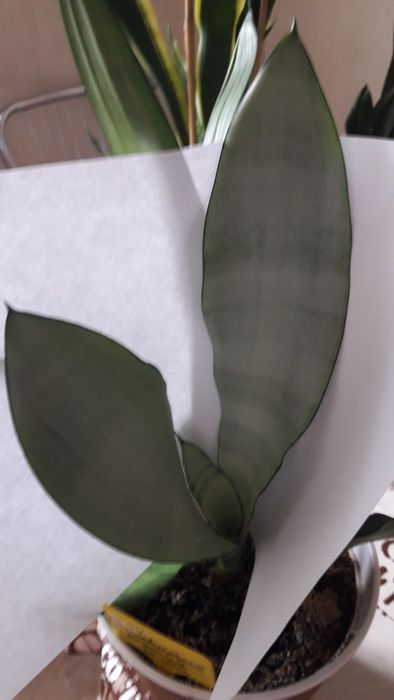 Сансевиерия муншайн сильвер мун, аубрутиана