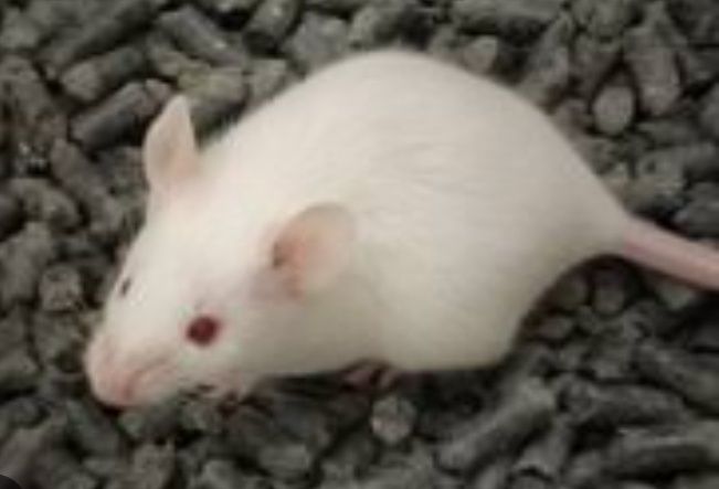 Мышка белая декоративная